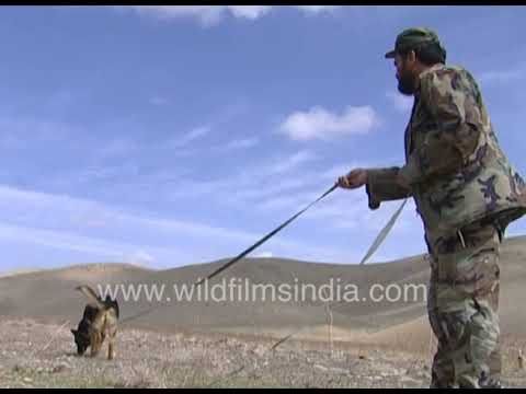 Sniffer dog searches for abandoned Russian land mines with handler in Afghanistan, mine is detonated