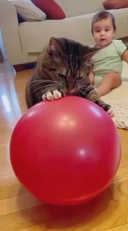 Funniest cat moment ever | Try not to laugh | Cat funny video for kid...