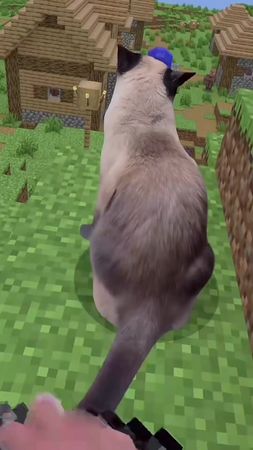 funnycats🤣🤣🤣#funnycat #cutecat #catsofttiktok #viralvideos 