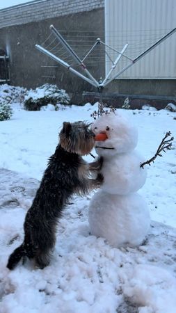 Carrot thief🥕☃️ #yorkshireterrier#yorkshire#terrier#dog#diamond#doglo...