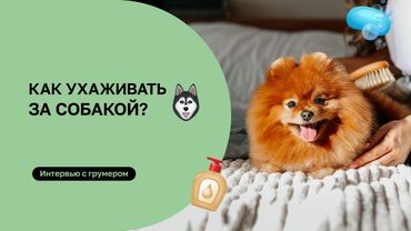 Как часто мыть собаку? И ответы на другие вопросы об уходе