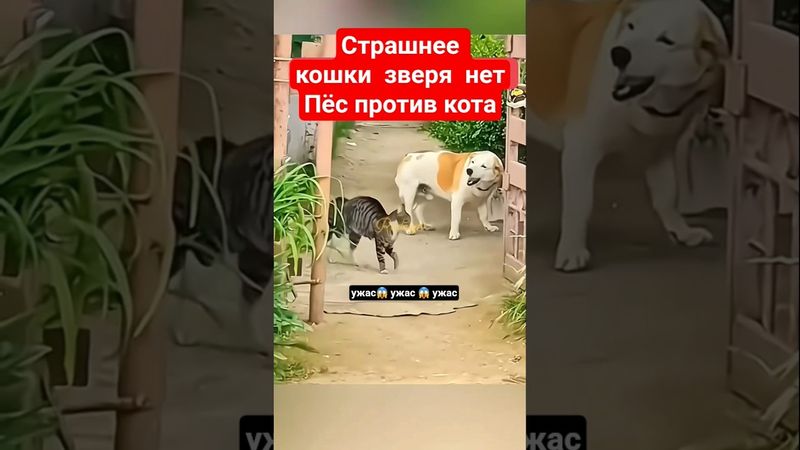 Страшнее кошки зверя нет #кисаикотя #коты #shorts #shortvideo