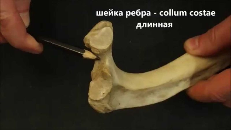 рёбра домашних животных