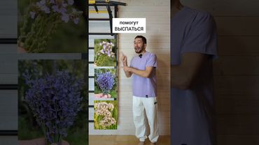 3 травы помогут выспаться #травы #лекарственныерастения #здоровьебезлекарств