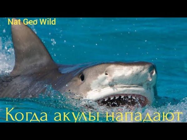 Nat Geo Wild. Когда акулы нападают.