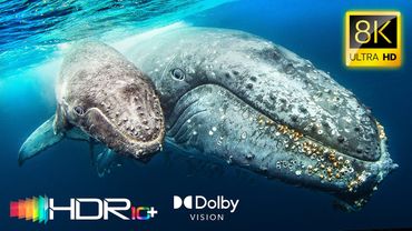 SATWA LIAR LAUT 8K HDR 120fps - 4K Video ULTRA HD - HDR10+ Dolby Vision™ #8K