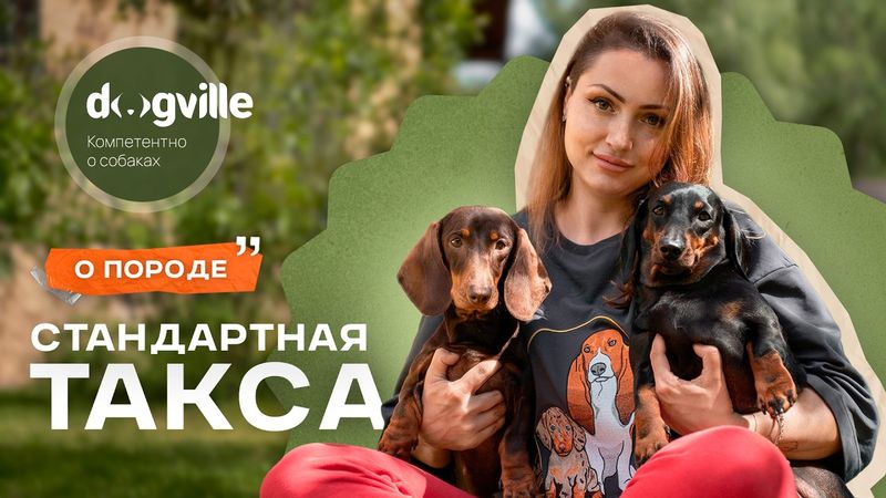 Стандартная такса — О породе с заводчиком