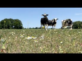 Too much manure, too little action: Dutch farming tests EU green goals