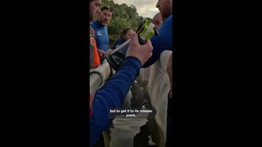 Heartwarming dolphin rescued off Byron coast