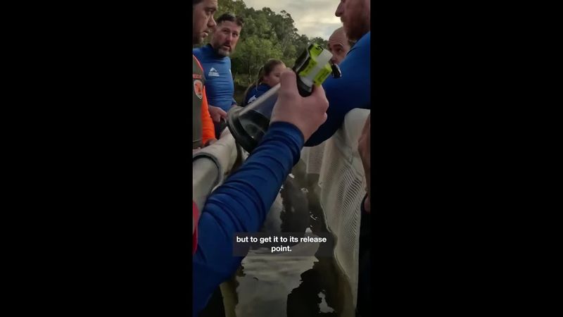 Heartwarming dolphin rescued off Byron coast