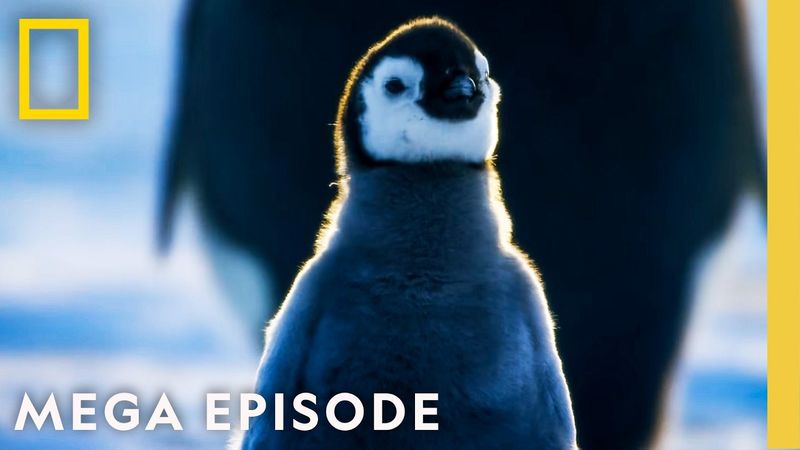 Exploring Earth's Most Extreme Climates | Hostile Planet Season 1 MEGA Episode | National Geographic