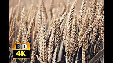 Wheat  Farm | Beautiful Wheat Plant | 4K Video | 4K Hub