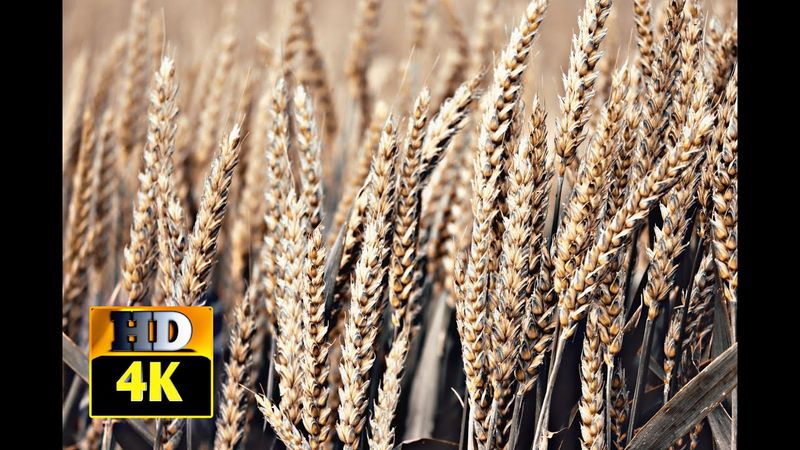 Wheat  Farm | Beautiful Wheat Plant | 4K Video | 4K Hub