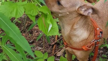 Ягода малина, нас к себе манила...