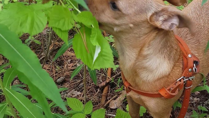 Ягода малина, нас к себе манила...