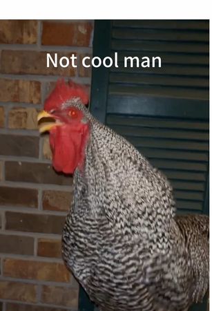 Chicken vibes hitting me with farm life memories 🐓✨#chicken #funnyvid...