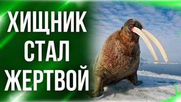 Почему медведи боятся моржей
