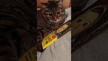 Не покупай 🙀🤗😉🤣 #cat #кот #юмор #кино #цитаты #котушка #приколы