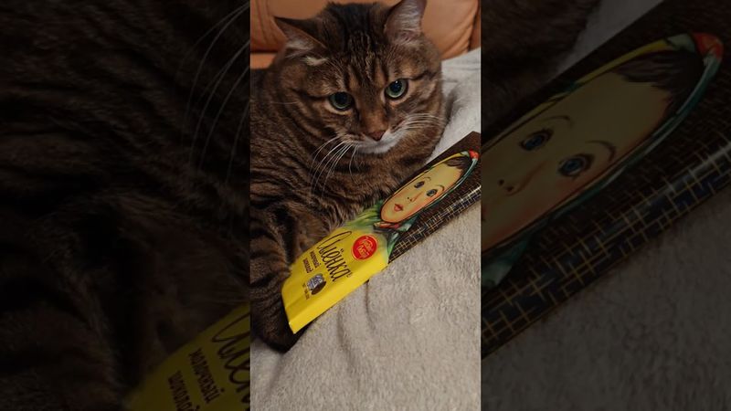 Не покупай 🙀🤗😉🤣 #cat #кот #юмор #кино #цитаты #котушка #приколы