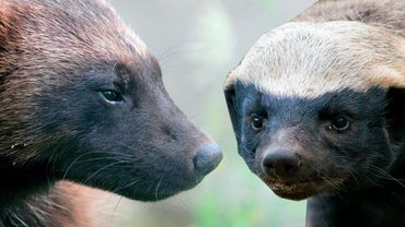 СТАРШИЙ брат Медоеда - РОСОМАХА. Отбитый на всю голову дикий зверь!