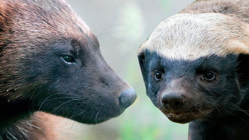 СТАРШИЙ брат Медоеда - РОСОМАХА. Отбитый на всю голову дикий зверь!