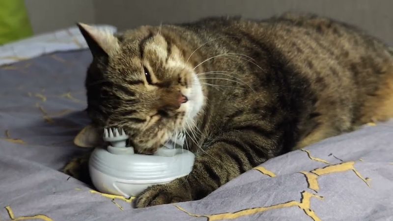 Кусочек из жизни15 летнего Кота Марсика😻🤗👍