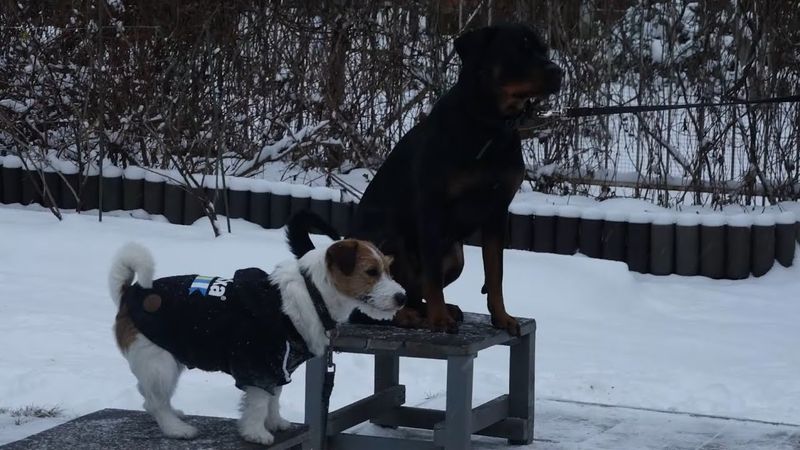 Догтренинг 470. Тонкая настройка и управление в группе молодых собак