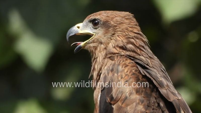 Pariah or Black Kite may be a common Delhi bird, it certainly has regal raptor looks and a presence