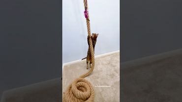 🤫don't tell our landlord #cat Climbing Rope for a Cat