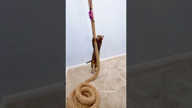 🤫don't tell our landlord #cat Climbing Rope for a Cat