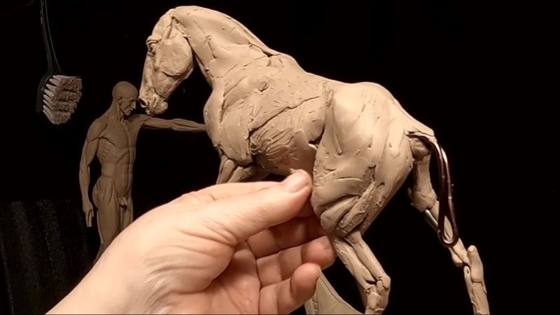 PRAIRIE THUNDER    Working on the Muscles of the Left Rear of the Horse