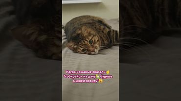 Спаси и сохрани 🙏🙀😉🤣 #cat #кот #юмор #мем #котушка #приколы