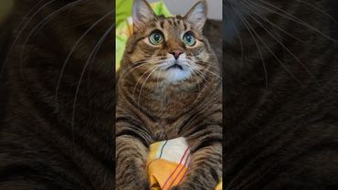 Пинок 🙀🤔😉🤣 #cat #кот #юмор #котушка #приколы #цитаты #смех