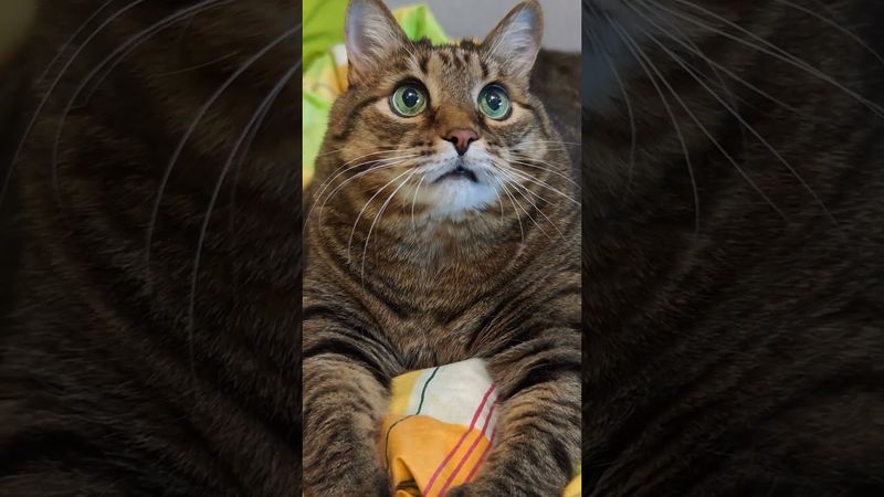 Пинок 🙀🤔😉🤣 #cat #кот #юмор #котушка #приколы #цитаты #смех