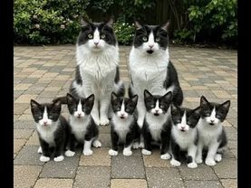 😺 Dad, Mom, and Us! 🐈 Funny cat and kitten videos to get you in the mood! 😻
