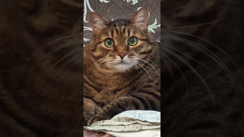 Употребление 🍷🍻🤔🤣🙀 #cat #кот #юмор #котушка #цитаты #приколы #переозвучка