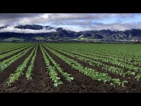 Опять в пути. Salinas, California.