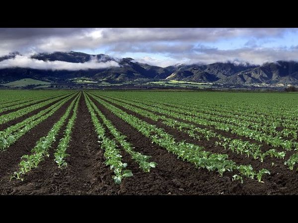 Опять в пути. Salinas, California.