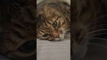 Уже не надо 🐱😉🤗🤣 #cat #кот #юмор #котушка #приколы #цитаты