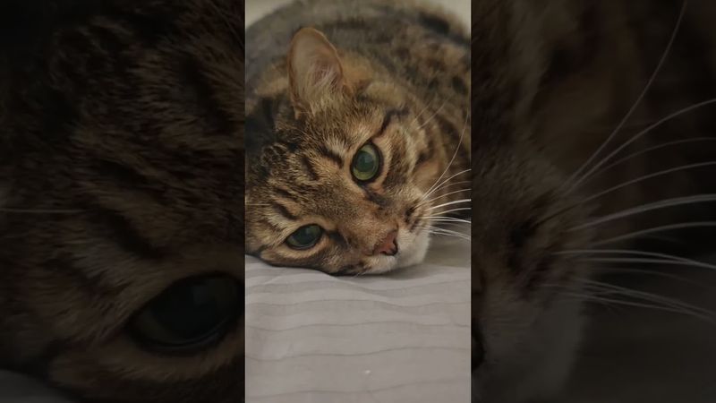Уже не надо 🐱😉🤗🤣 #cat #кот #юмор #котушка #приколы #цитаты