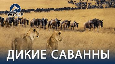 ДИКИЕ САВАННЫ | Путь миграции и испытания на земле хищников #дикаяприрода | WOLF