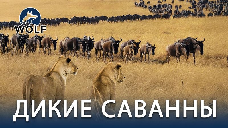ДИКИЕ САВАННЫ | Путь миграции и испытания на земле хищников #дикаяприрода | WOLF