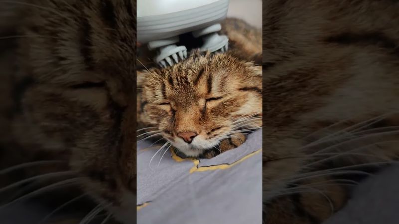 Прогресс 😻🤔😉🤣 #cat #кот #юмор #котушка #приколы #прикольныекоты