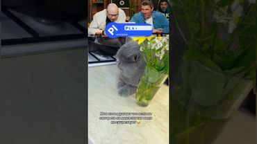 ЗАСМЕЯЛСЯ - ПОДПИСАЛСЯ! Ч55😆  СМЕЮСЬ ЦЕЛЫЙ ДЕНЬ!