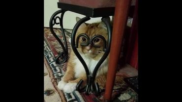 😺 Cats are in control! 🐈 Funny cat and kitten videos to put you in a good mood! 😻