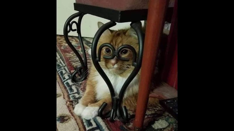 😺 Cats are in control! 🐈 Funny cat and kitten videos to put you in a good mood! 😻