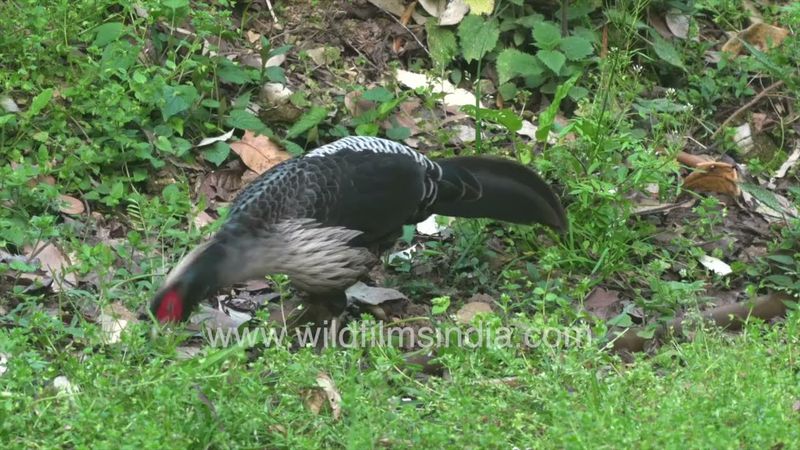 Breeding season for Kalij Pheasant around Mussoorie: Male struts its smart black and white plumage