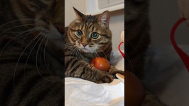 Вегетарианец 🍎🥕🥒🙀🤣 #cat #кот #юмор #котушка #цитаты #смех