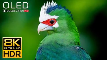 INSANE DOLBY VISION 8K HDR 120fps (8K / 4K TV)