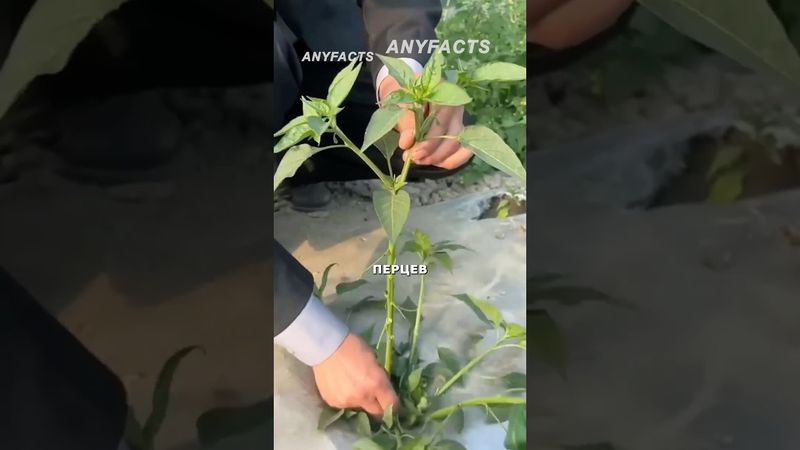 Зачем китайцы обрывают листья у перца? #рецепты #агротехнологии #садоводничество